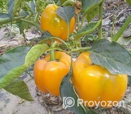 ক্যাপসিকাম
