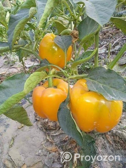 ক্যাপসিকাম