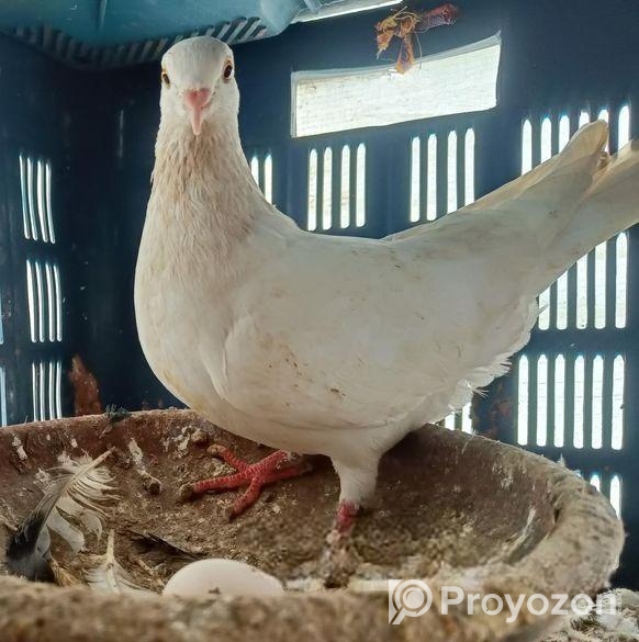 কাগজি মালি রানিং