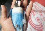 Love Bird