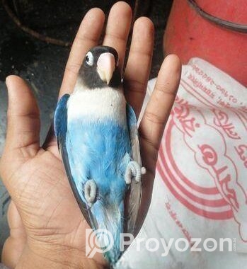 Love Bird