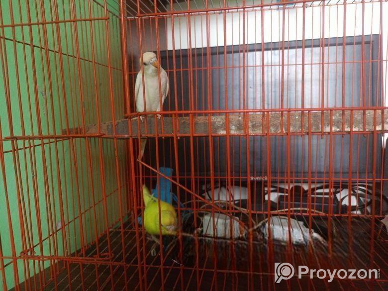 Lotiono Red Eyes Birds