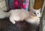 Traditional Persian Male Cat