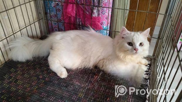 Traditional Persian Male Cat