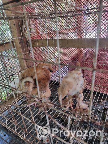 ব্রাহামা মুরগি