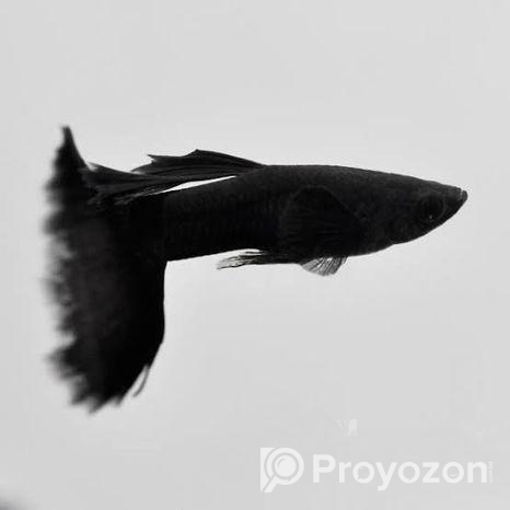 গাপ্পি মাছ