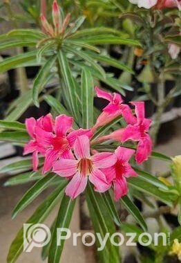 গ্রাফটেফ এডেনিয়াম