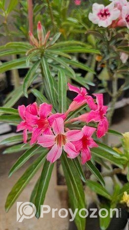 গ্রাফটেফ এডেনিয়াম