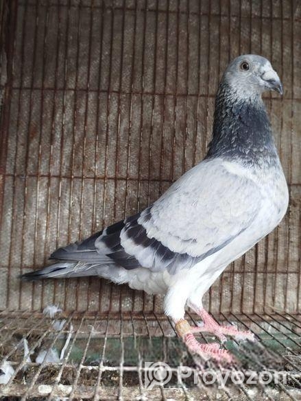 Afsan Grizel আফসান গ্রিজেল রেসার