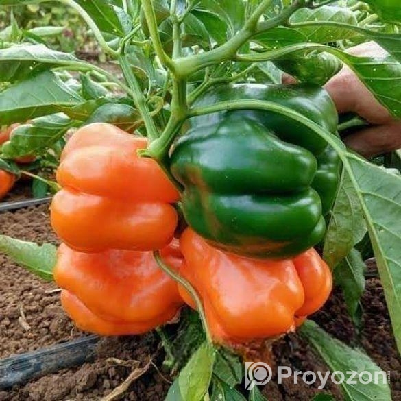 ক্যাপসিকাম