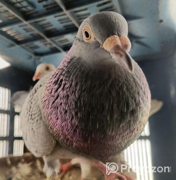 কাগজি মালি রানিং