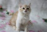 Traditional Persian Male Cat
