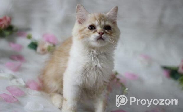 Traditional Persian Male Cat