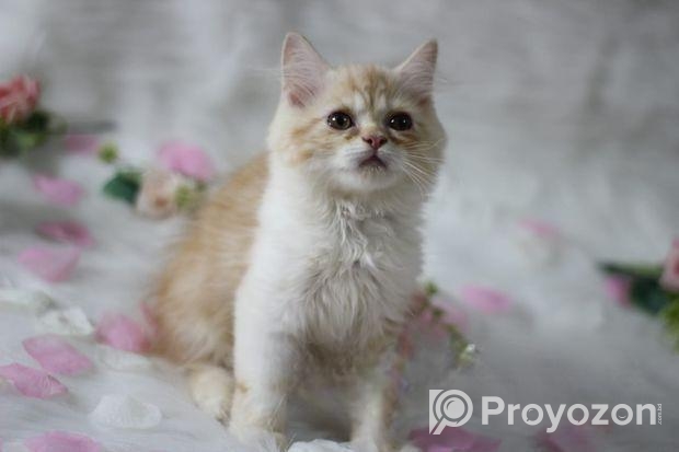 Traditional Persian Male Cat