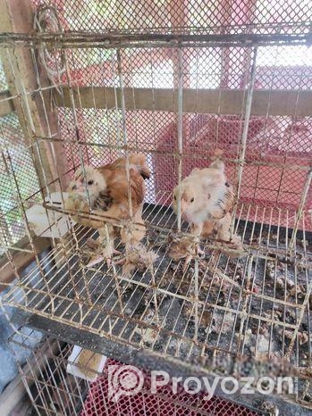 ব্রাহামা মুরগি