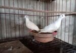 ঘুঘু পাখি