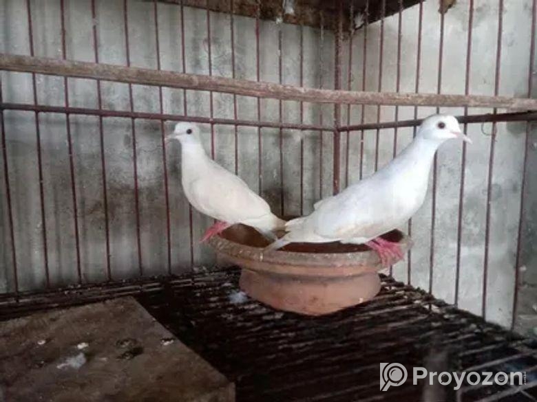 ঘুঘু পাখি