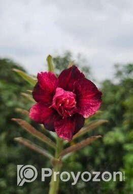 গ্রাফটেফ এডেনিয়াম