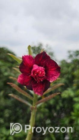 গ্রাফটেফ এডেনিয়াম