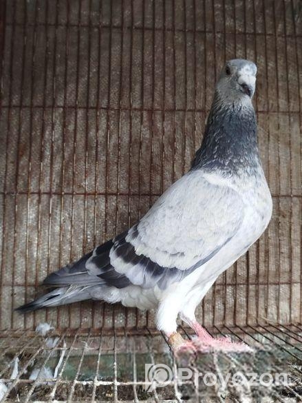 Afsan Grizel আফসান গ্রিজেল রেসার