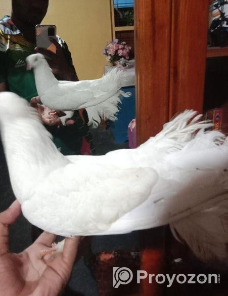 একজোড়া লক্ষা কবুতর বিক্রয় করব