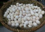 দেশি মুরগী ডিম
