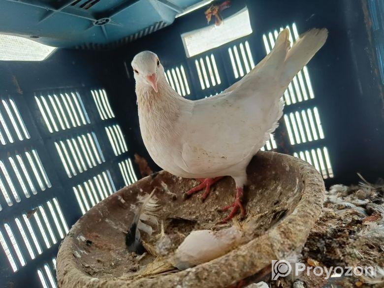 কাগজি মালি রানিং