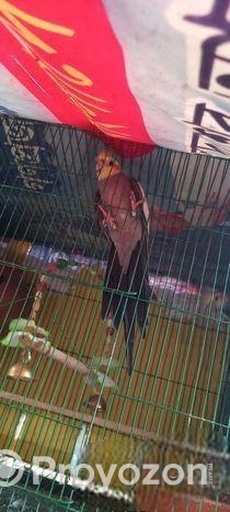 একটি কোকাটেল রানিং মেল পাখি বিক্রি করা হবে