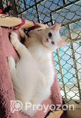 Traditional Persian Male Cat