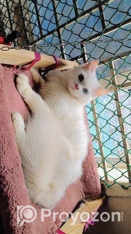 Traditional Persian Male Cat