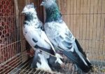 হাইফ্লাইং রানিং পেয়ার