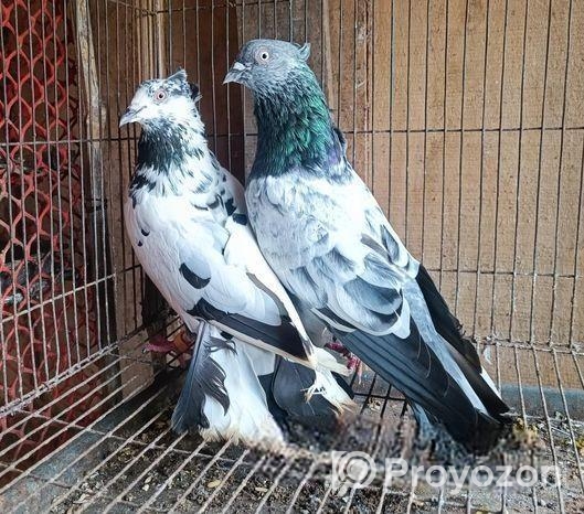 হাইফ্লাইং রানিং পেয়ার