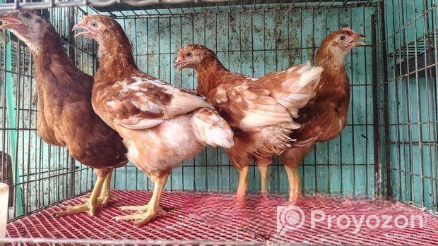 লেয়ার মুরগি বিক্রি হবে