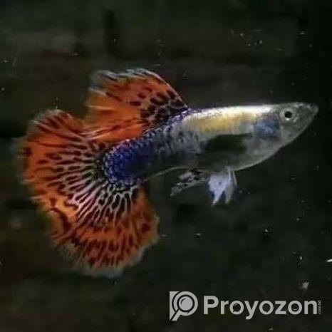 গাপ্পি মাছ