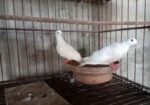ঘুঘু পাখি