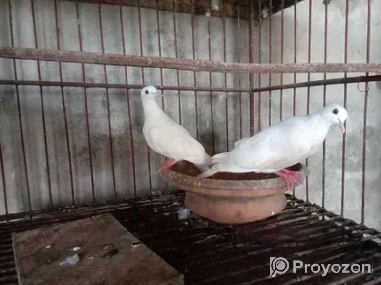 ঘুঘু পাখি