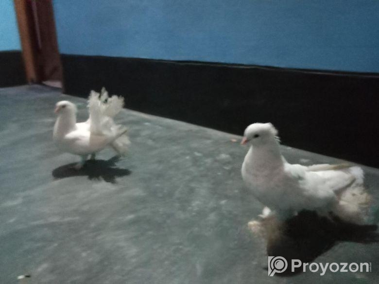 একজোড়া লক্ষা কবুতর বিক্রয় করব