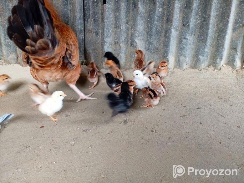 দেশি মুরগির বাচ্চা