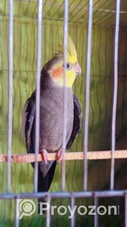 একটি কোকাটেল রানিং মেল পাখি বিক্রি করা হবে