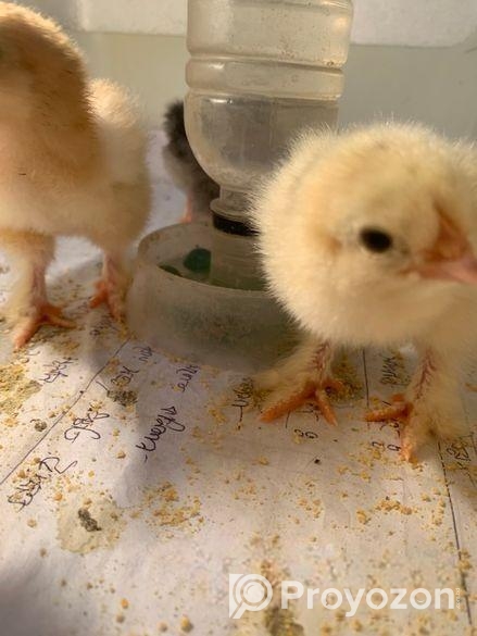 Brahama Morgir Baccha 4pis