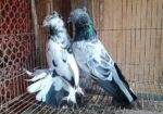 হাইফ্লাইং রানিং পেয়ার