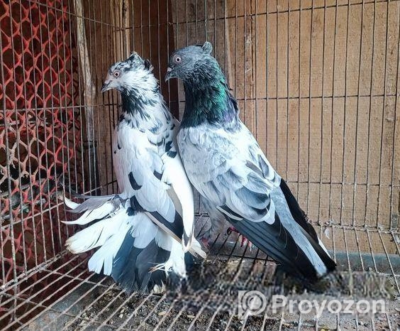 হাইফ্লাইং রানিং পেয়ার