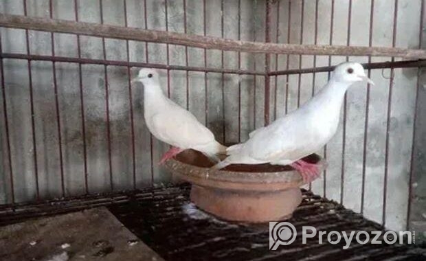 ঘুঘু পাখি