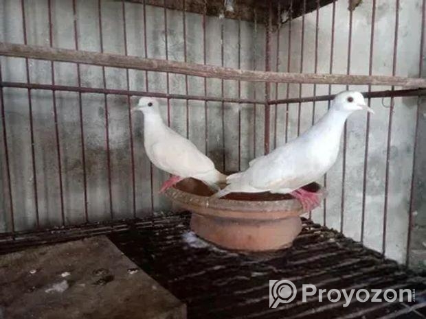 ঘুঘু পাখি