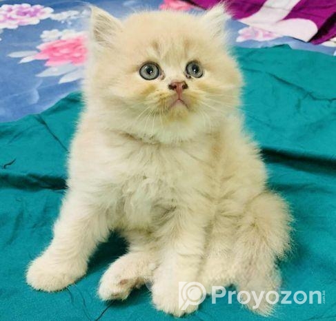 High Quality Persian Kitten