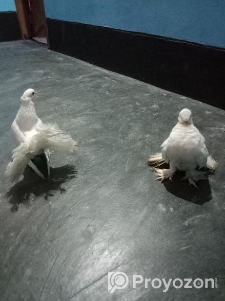 একজোড়া লক্ষা কবুতর বিক্রয় করব