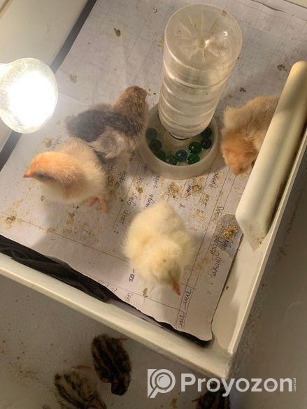 Brahama Morgir Baccha 4pis