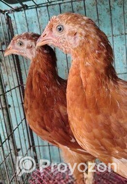 লেয়ার মুরগি বিক্রি হবে