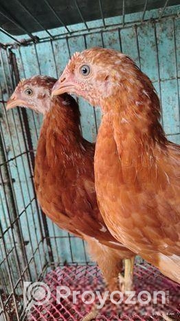 লেয়ার মুরগি বিক্রি হবে