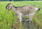 দুইটি ছাগলের বাচ্চা বিক্রি হবে